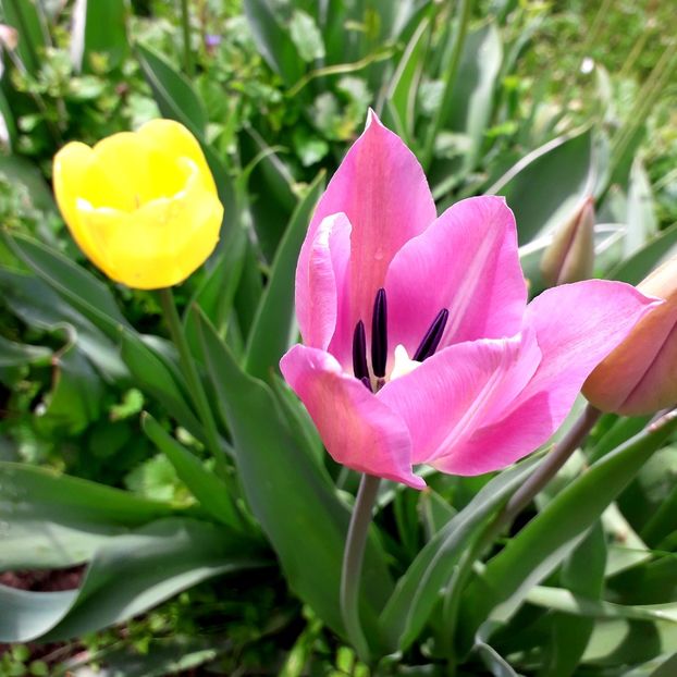  - AAAA_LALELE 2019_2020_2022_2023