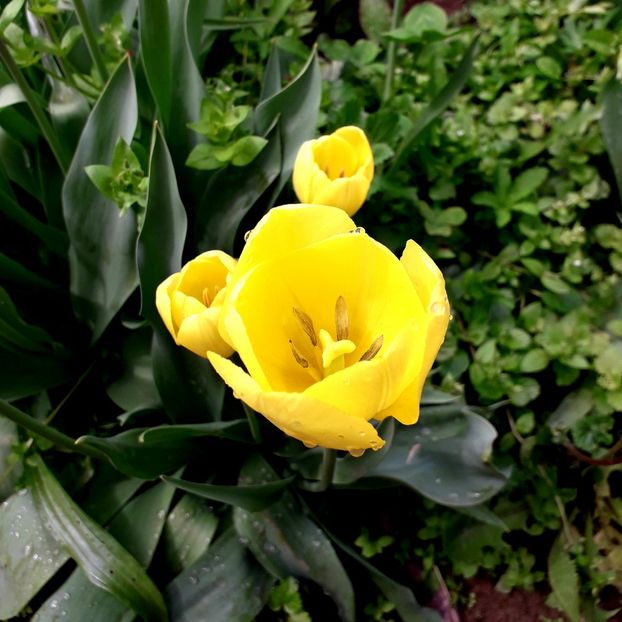  - AAAA_LALELE 2019_2020_2022_2023