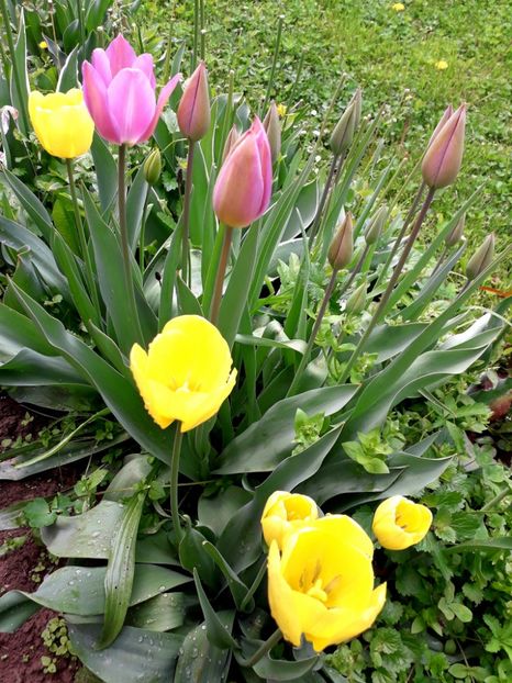  - AAAA_LALELE 2019_2020_2022_2023