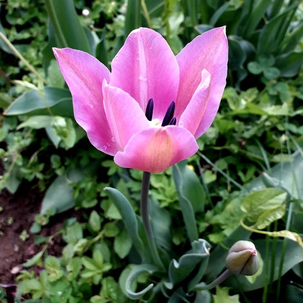  - AAAA_LALELE 2019_2020_2022_2023