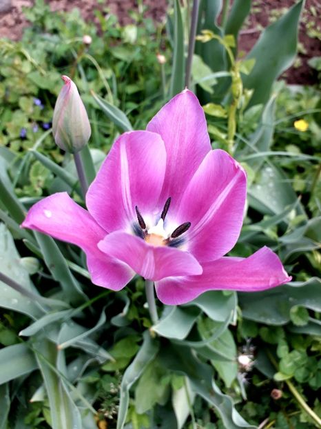  - AAAA_LALELE 2019_2020_2022_2023