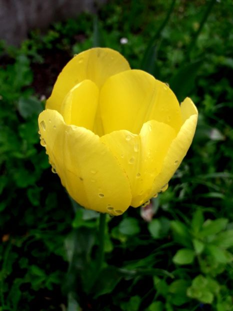  - AAAA_LALELE 2019_2020_2022_2023