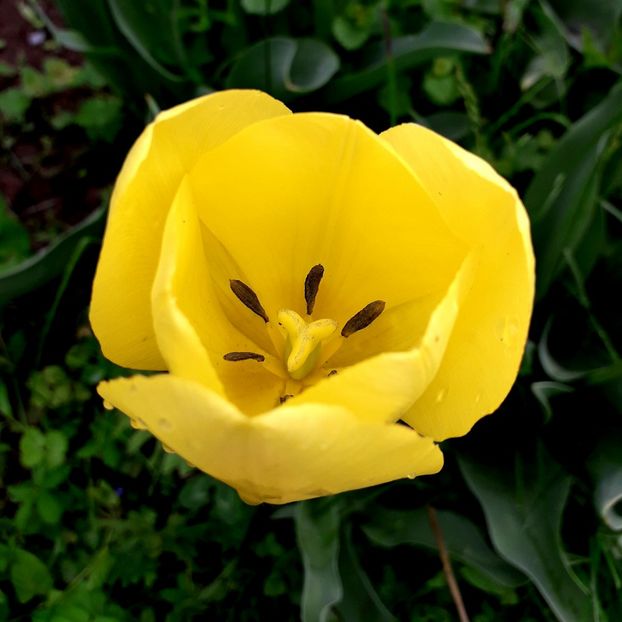  - AAAA_LALELE 2019_2020_2022_2023