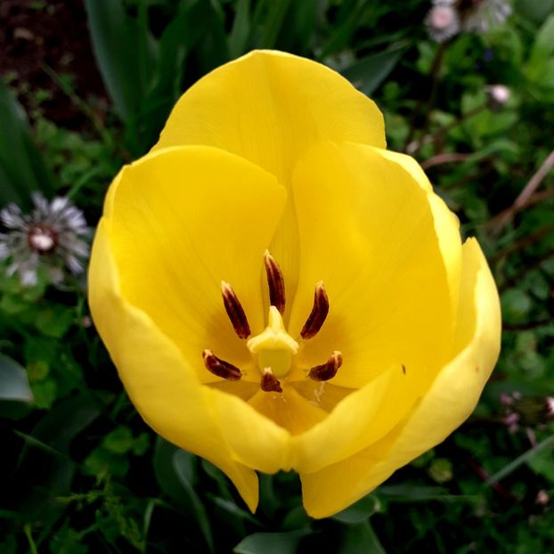  - AAAA_LALELE 2019_2020_2022_2023