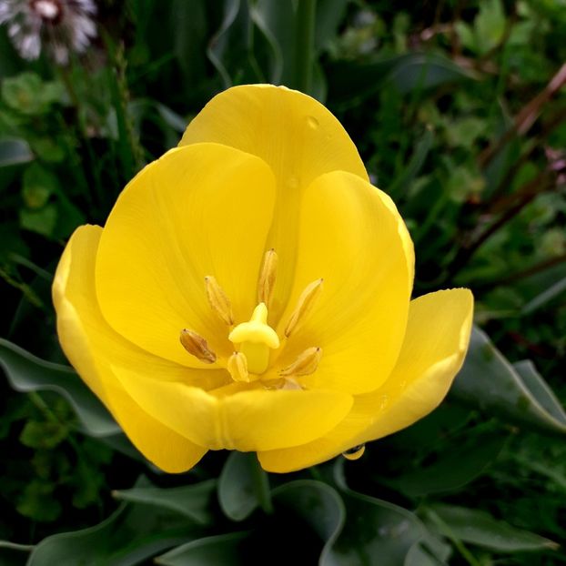  - AAAA_LALELE 2019_2020_2022_2023