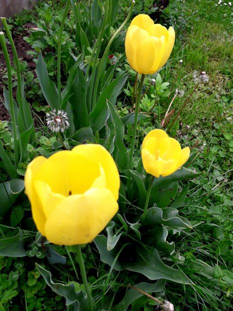  - AAAA_LALELE 2019_2020_2022_2023