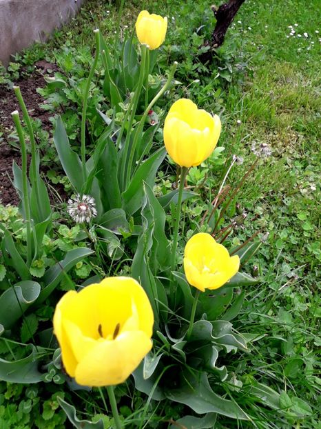  - AAAA_LALELE 2019_2020_2022_2023