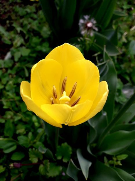  - AAAA_LALELE 2019_2020_2022_2023