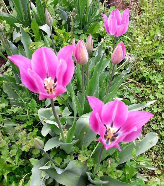  - AAAA_LALELE 2019_2020_2022_2023