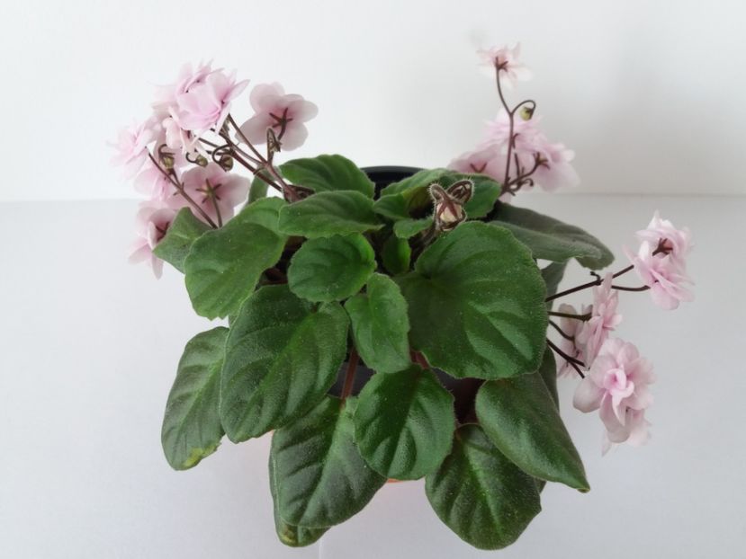 Vanilla1 - Robs Vanilla Trail