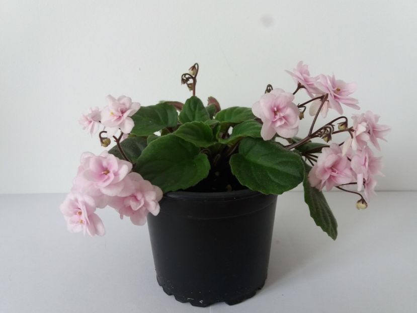 Vanilla4 - Robs Vanilla Trail