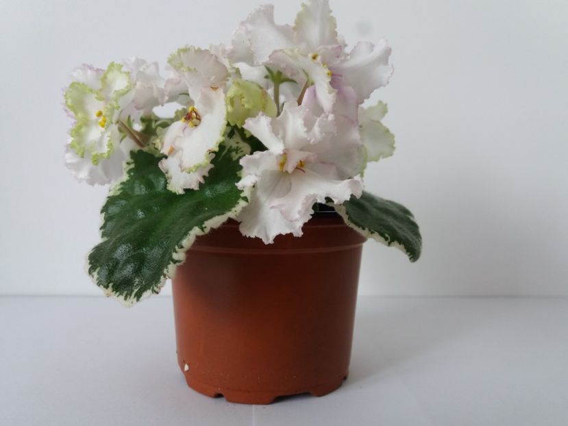 Irish Lace 1 - Buckeye Irish Lace