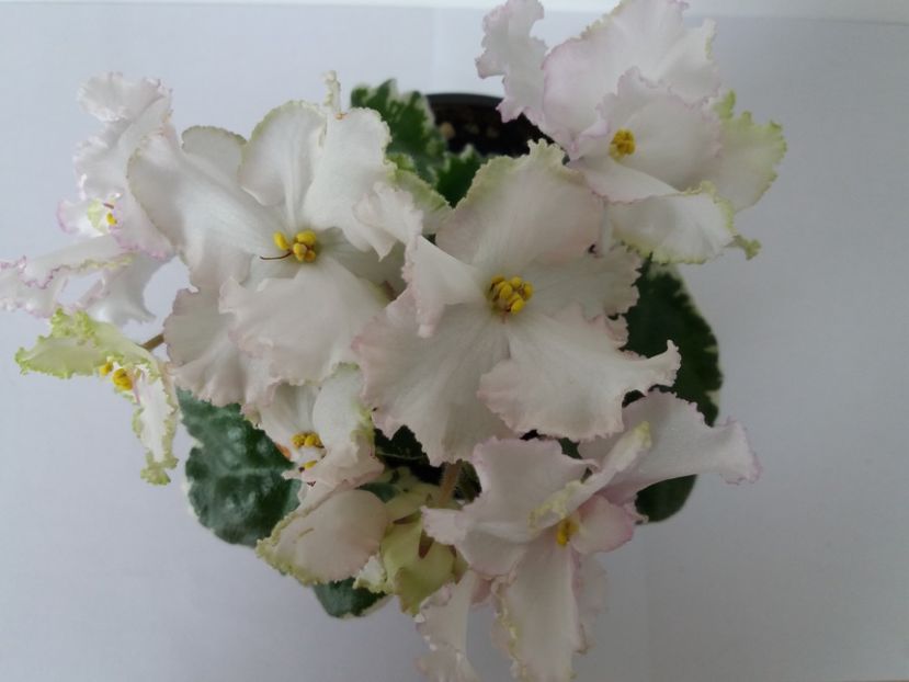 Irish Lace 2 - Buckeye Irish Lace