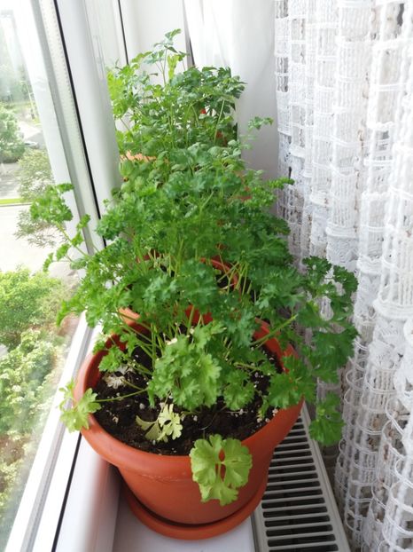 Patrunjel si Coriandru - AROMATICE