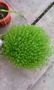  - sedum sarmentosum