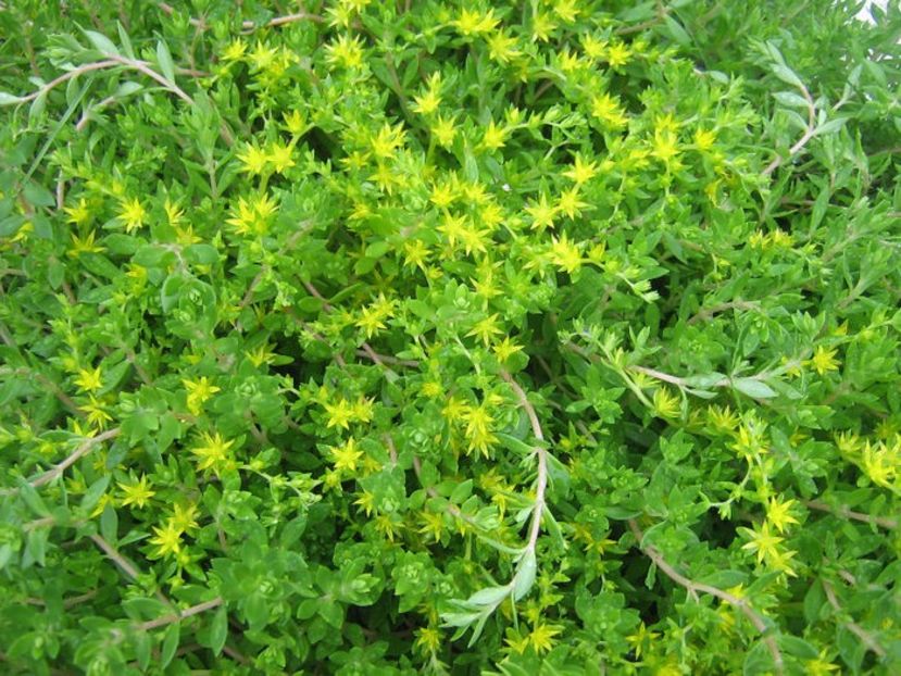  - sedum sarmentosum