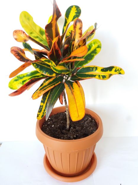 Croton - DECORATIVE PRIN FRUNZE