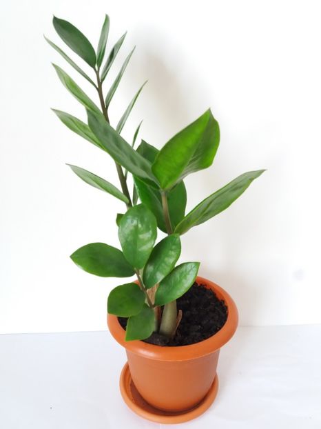 Zamioculcas - DECORATIVE PRIN FRUNZE