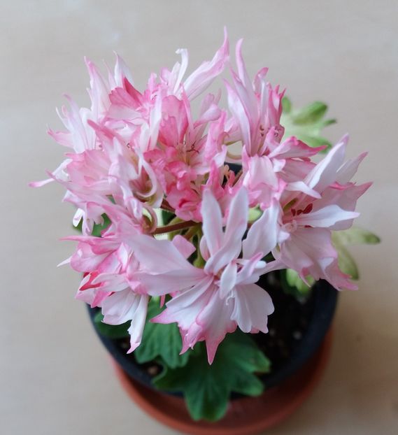 Richard Hodgson - Muscate de colectie