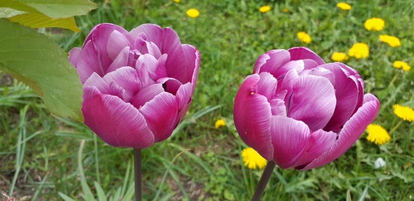  - Simfonia Lalelelor 2019