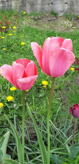  - Simfonia Lalelelor 2019