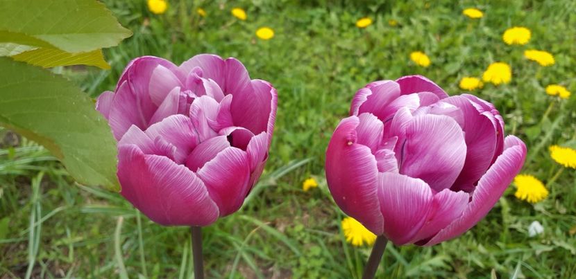  - Simfonia Lalelelor 2019