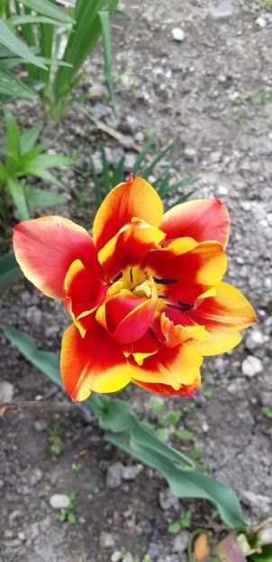  - Simfonia Lalelelor 2019