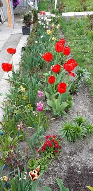  - Simfonia Lalelelor 2019