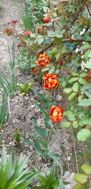  - Simfonia Lalelelor 2019