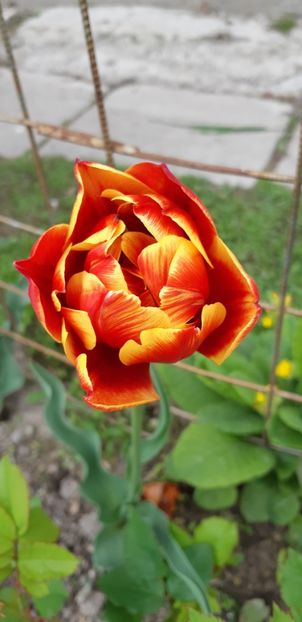  - Simfonia Lalelelor 2019