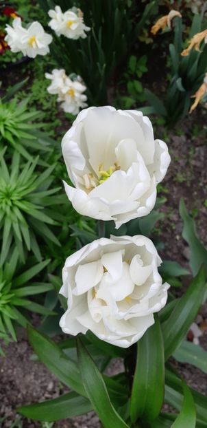 20190505_120100(0) - Simfonia Lalelelor 2019