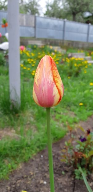  - Simfonia Lalelelor 2019