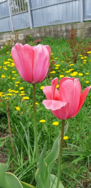  - Simfonia Lalelelor 2019