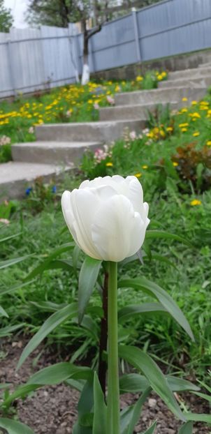  - Simfonia Lalelelor 2019