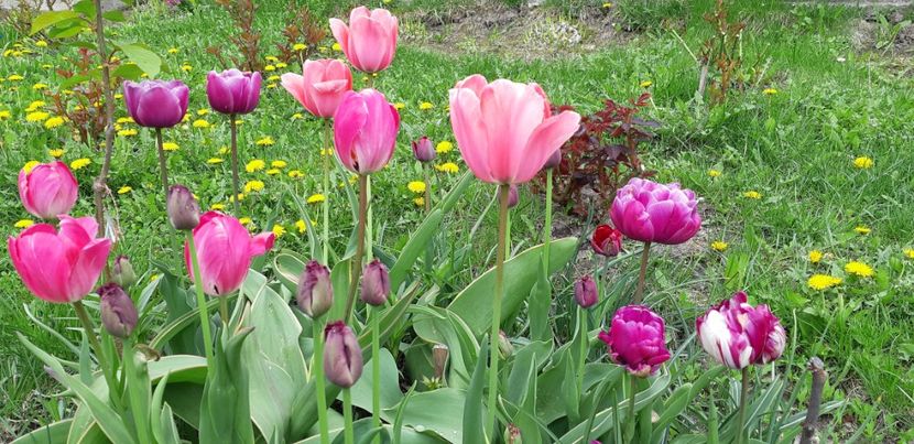  - Simfonia Lalelelor 2019