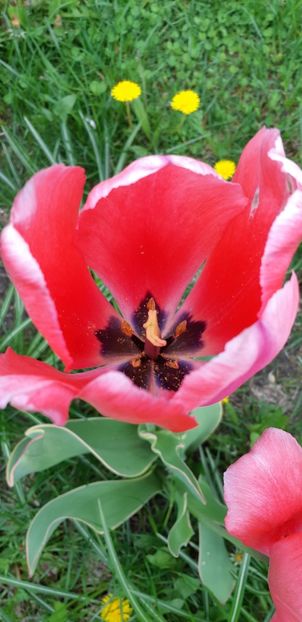  - Simfonia Lalelelor 2019