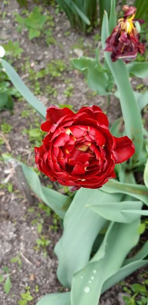  - Simfonia Lalelelor 2019