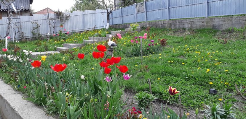  - Simfonia Lalelelor 2019