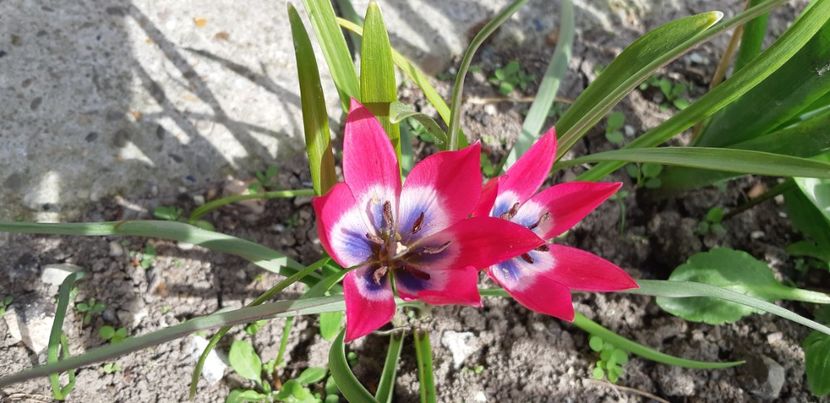  - Simfonia Lalelelor 2019