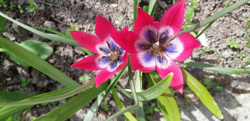  - Simfonia Lalelelor 2019