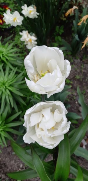  - Simfonia Lalelelor 2019