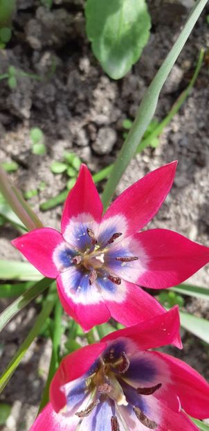  - Simfonia Lalelelor 2019