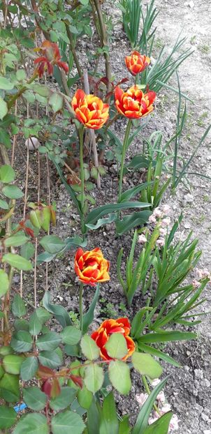  - Simfonia Lalelelor 2019