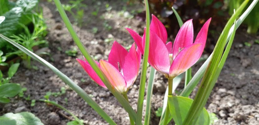  - Simfonia Lalelelor 2019