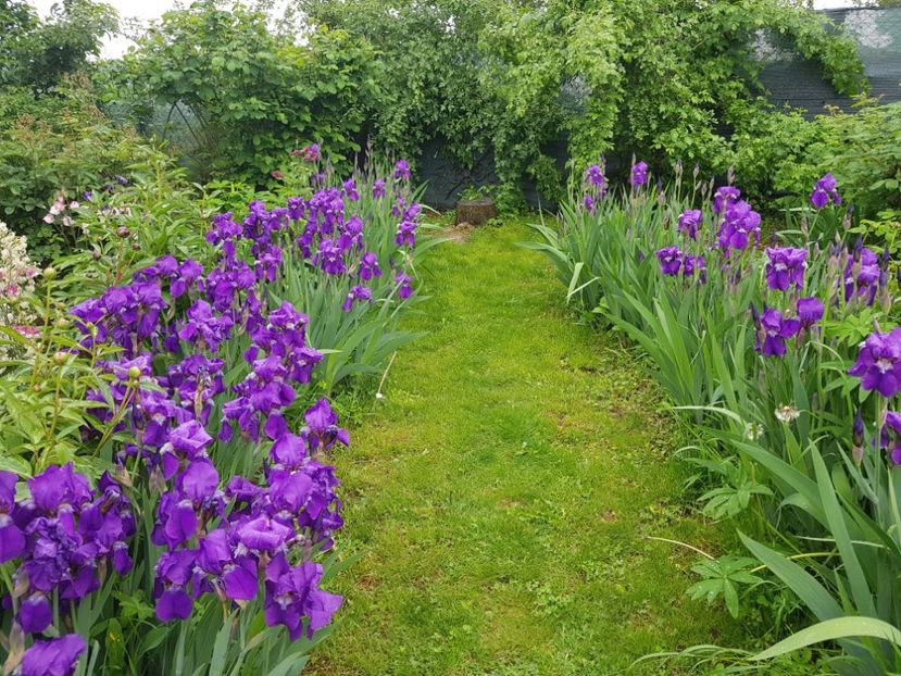  - 2019 Mai Idilic Garden