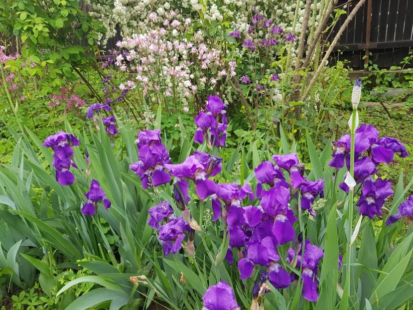  - 2019 Mai Idilic Garden