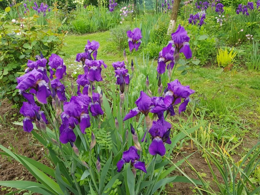  - 2019 Mai Idilic Garden