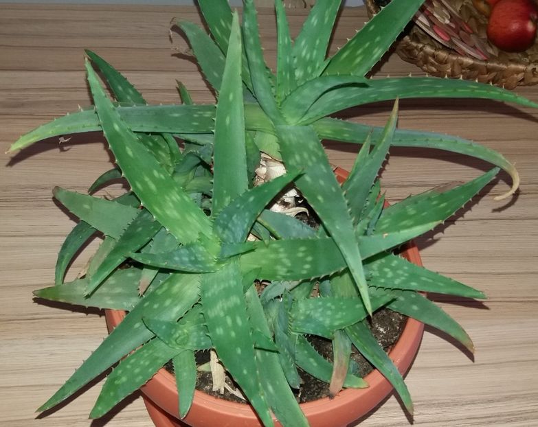 Aloe - SUCULENTE