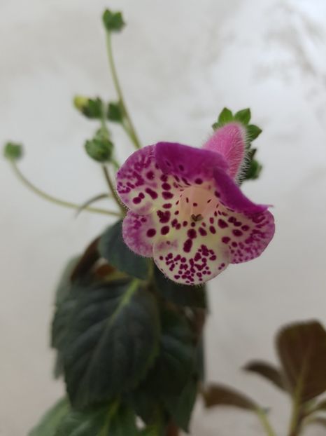 Ni'Martha - 2019 Album Kohleria