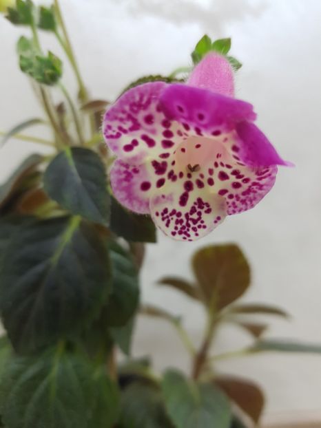 Ni's Martha - 2019 Album Kohleria